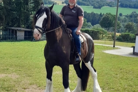 Memo, Shire Horse
