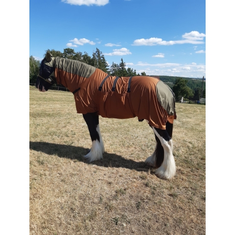 Memo, Shire Horse